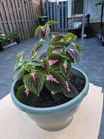 Coleus, Ophalen, Cactus, Minder dan 100 cm