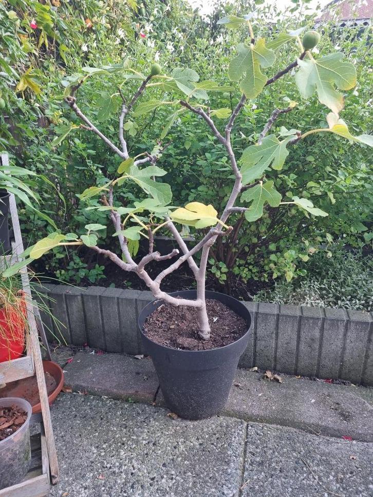 Biologische vijgenboom, Tuin en Terras, Planten | Fruitbomen, Vijgenboom, Minder dan 100 cm, Volle zon, Zomer, In pot, Ophalen