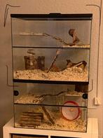 Gerbrilarium opzetstuk te koop!, Ophalen, Zo goed als nieuw, Kooi, Minder dan 60 cm