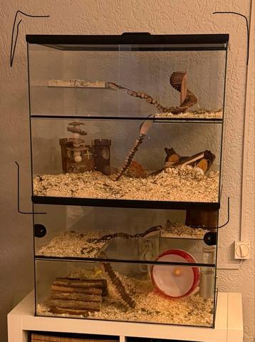 Gerbrilarium opzetstuk te koop! beschikbaar voor biedingen