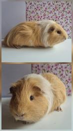 Cavia beer gecastreerd (met zeugje), Dieren en Toebehoren, Juli, Mannelijk, Cavia