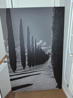 Canvas schilderij cipressen laan Toscane Groot!!, Ophalen, Oorspronkelijke maker, Nieuw, 75 tot 100 cm