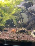 10 Guppy’s te koop, Dieren en Toebehoren, Vissen | Aquariumvissen, Vis