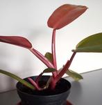Philodendron Prince of Orange plant, Ophalen, Overige soorten, Halfschaduw, Minder dan 100 cm