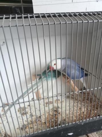 Mooi koppel halsbanden  beschikbaar voor biedingen