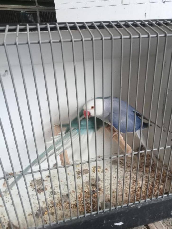 Mooi koppel halsbanden, Dieren en Toebehoren, Vogels | Parkieten en Papegaaien