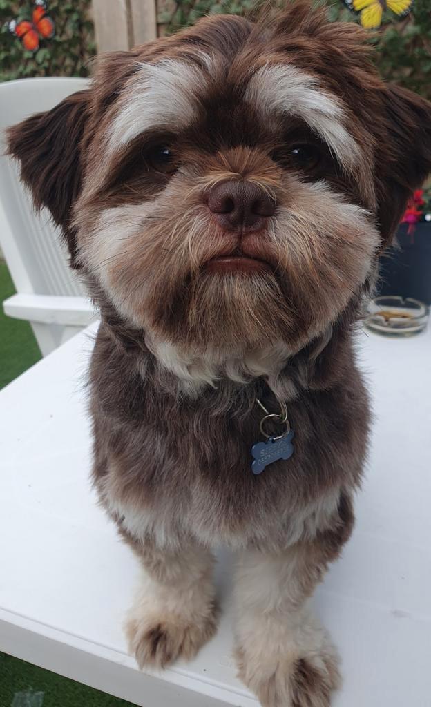 Lieve shih tzu reu, Dieren en Toebehoren, Honden | Chihuahua's en Gezelschapshonden, Reu, Overige rassen, Particulier, Eén hond