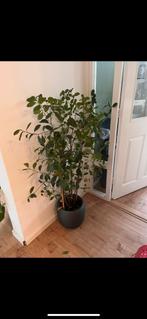 Ficus benjamina, Huis en Inrichting, Ophalen, Ficus, Halfschaduw, 100 tot 150 cm