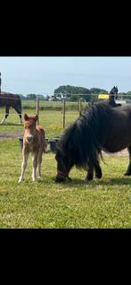 Shetlander veulen Ulrik (vos) te koop!, Dieren en Toebehoren, Pony's, Met stamboom, Niet van toepassing, 0 tot 2 jaar, Hengst