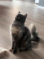 Maine coon vrouwtje ( kan gedekt worden), Poes, 0 tot 2 jaar