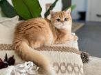 herplaatsing wegens omstandigheden, Dieren en Toebehoren, Katten en Kittens | Raskatten | Korthaar, Poes, Gechipt, 0 tot 2 jaar