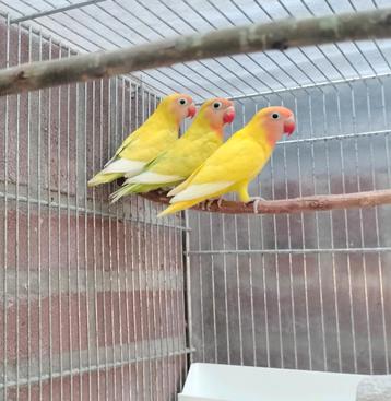 3 agapornissen (dwerg papagaai) 3 maanden jong. beschikbaar voor biedingen
