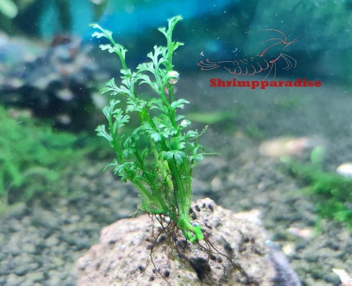 bolbitis baby leaf aquariumplant, Dieren en Toebehoren, Vissen | Aquaria en Toebehoren, Nieuw, Plant(en), Steen of Hout, Ophalen of Verzenden