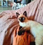 Siamees/snowbengaal kitten, Dieren en Toebehoren, Katten en Kittens | Raskatten | Korthaar, Geslacht onbekend, Ontwormd, 0 tot 2 jaar