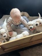 Golden retiever pups, Dieren en Toebehoren, Honden | Herdershonden en Veedrijvers, Overige rassen, 8 tot 15 weken, Parvo, Meerdere