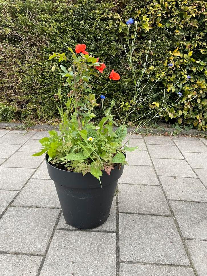 Elho bloempot met Korenbloem, klaproos, inheems boompje, Tuin en Terras, Planten | Tuinplanten, Overige soorten, Volle zon, Ophalen