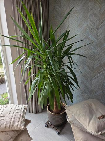 Yucca  beschikbaar voor biedingen