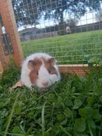 Baby cavia's, Dieren en Toebehoren, Knaagdieren, Cavia, Augustus, Vrouwelijk, Tam