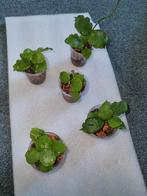 Hoya endauensis, Ophalen of Verzenden, Overige soorten, Minder dan 100 cm