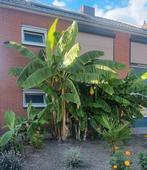 2 Bananen planten winterhard (musa basjoo), Ophalen, Zomer, Overige soorten