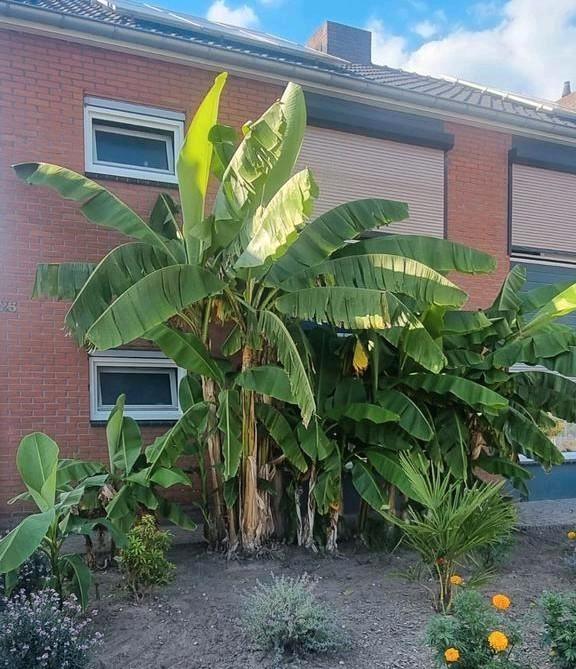 2 Bananen planten winterhard (musa basjoo), Tuin en Terras, Planten | Tuinplanten, Overige soorten, Zomer, Ophalen