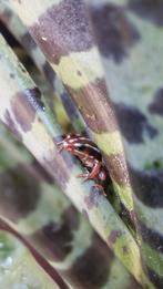 Epipedobates anthonyi tricolor, Dieren en Toebehoren, Amfibie, 0 tot 2 jaar