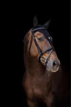 Lieve KWPN merrie, Dieren en Toebehoren, Paarden, Merrie, Recreatiepaard