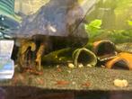 Mix garnalen, Dieren en Toebehoren, Vissen | Aquariumvissen, Kreeft, Krab of Garnaal, Zoetwatervis, Schoolvis