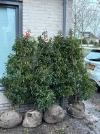 Portugese Laurier Struiken/Bomen - 160-180cm, Tuin en Terras, Planten | Bomen, Ophalen, Overige soorten, 100 tot 250 cm