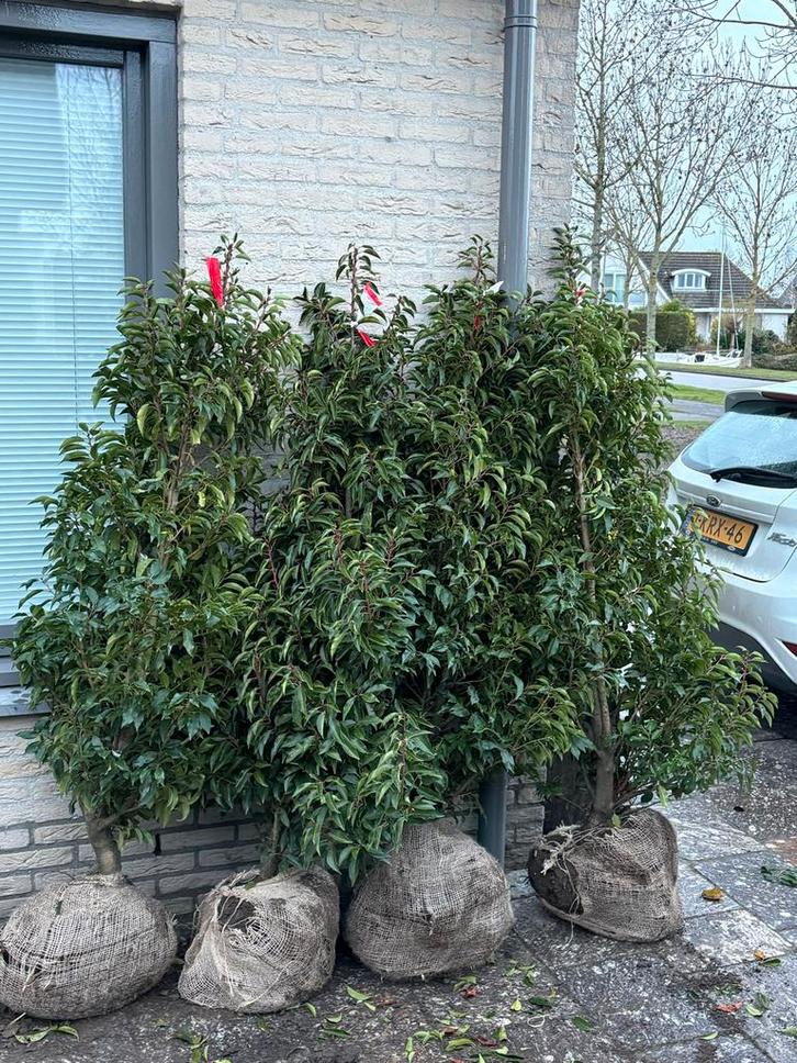 Portugese Laurier Struiken/Bomen - 160-180cm, Tuin en Terras, Planten | Bomen, Overige soorten, 100 tot 250 cm, Ophalen