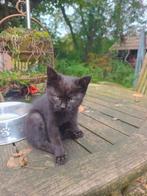 Lief kitten, Poes