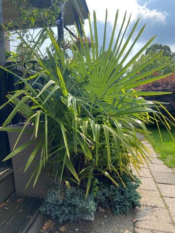 Grote Trachycarpus fortunei palm Chinese waaierpalm beschikbaar voor biedingen