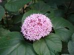 Clerodendrum bungei - Pindakaasstruik, Ophalen of Verzenden, Overige soorten, Volle zon