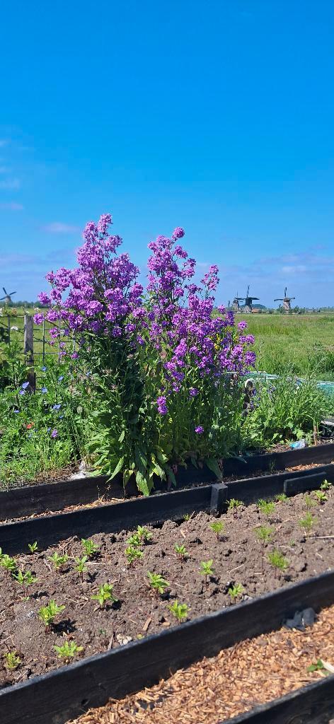 Prachtig Damastbloem zaad, Tuin en Terras, Bloembollen en Zaden, Zaad, Voorjaar, Volle zon, Ophalen of Verzenden