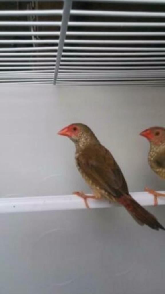 Mooie bonte Binsenastrilde, Dieren en Toebehoren, Vogels | Overige Vogels, Meerdere dieren