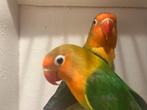 Mooi wildkleur fischeries, Dieren en Toebehoren, Vogels | Parkieten en Papegaaien, Meerdere dieren, Dwergpapegaai of Agapornis