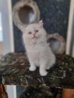 Lilac sepia bicolor katertje met stamboom, Dieren en Toebehoren, Meerdere dieren, Gechipt, 0 tot 2 jaar