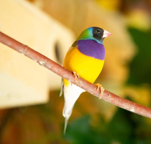 Gouldamadine Zwartkop EF Pastel koudkweek man EK, Dieren en Toebehoren, Vogels | Overige Vogels, Tropenvogel, Mannelijk