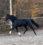 Super mooie en extra bewegende 3,5 jarige merrie, Dieren en Toebehoren, Paarden, Merrie, Gechipt, Dressuurpaard, Zadelmak
