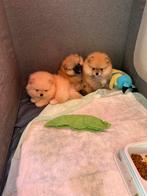 Pomeriaan, Dieren en Toebehoren, Overige rassen, 8 tot 15 weken, Buitenland, Parvo