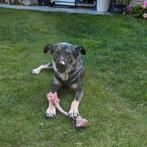 Lieve   F i o n a    ♀️    ter adoptie, Dieren en Toebehoren, Particulier, Rabiës (hondsdolheid), 1 tot 2 jaar, Buitenland