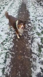 Bordecollie, Dieren en Toebehoren, 6 jaar of ouder, Parvo, Eén hond, Nederland