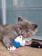 Ragdoll x maine coon kittens, Dieren en Toebehoren, Katten en Kittens | Raskatten | Langhaar, Meerdere dieren, Gechipt, 0 tot 2 jaar