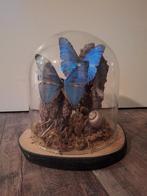Vlinders geprepareerd in stolp - Morpho Adonis, Ophalen of Verzenden, Nieuw, Insect, Opgezet dier