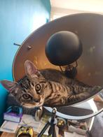 Kittens - Streepje (m) - 9 mei - stoere, iets grotere kitten, Dieren en Toebehoren, Katten en Kittens | Overige Katten