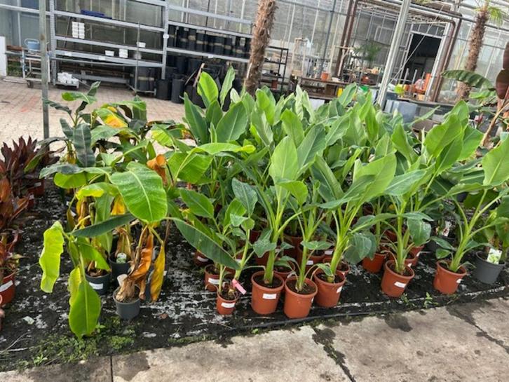 bananenplanten - totale leegverkoop - Alles moet weg!, Tuin en Terras, Planten | Tuinplanten, Vaste plant, Overige soorten, Volle zon