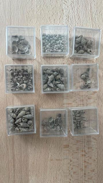 Kleine fossiele schelpjes beschikbaar voor biedingen