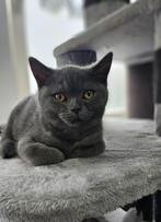 Britse korthaar kitten een katertje, Dieren en Toebehoren, Poes, 0 tot 2 jaar