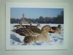 Grauwe ganzen gans vogels grote kaart, Verzenden, 1960 tot 1980, Vogel