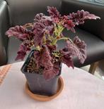 Siernetel Victorian Ruffles - plant, Huis en Inrichting, Kamerplanten, Ophalen, Overige soorten, Minder dan 100 cm